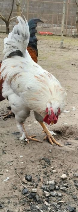 Қораз сатылады мощный зор