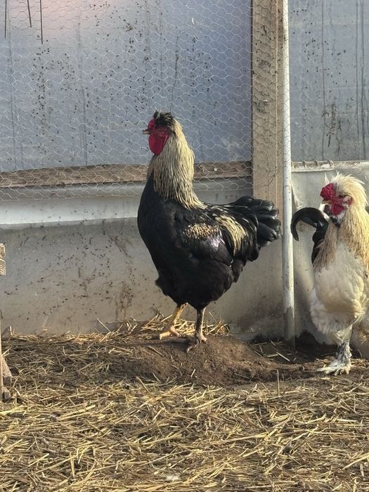 Cocos motat, barbos si pintenat