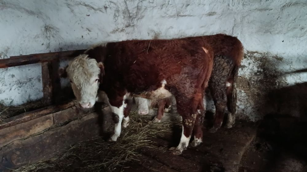 Бука откорм сатылады