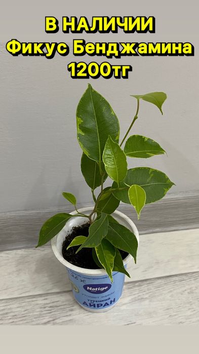 Фикус Бенджамина