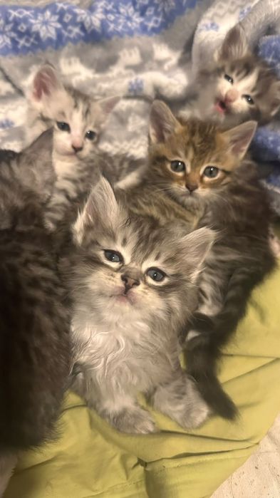 Отдам котят в хорошие руки