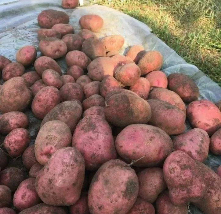 Картошка дачная семенная