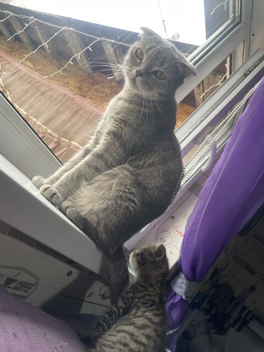 Котенок девочка от британки