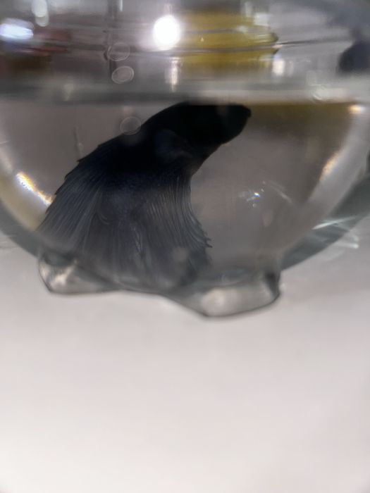 Перушок Рыбка аквариумная