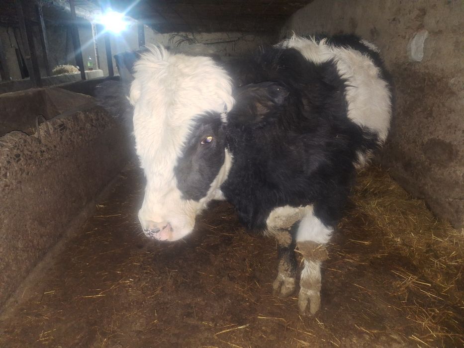 2 бас 1 жастан аскан бычоктар