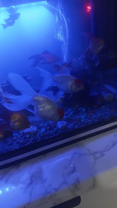 Аквариум полностью