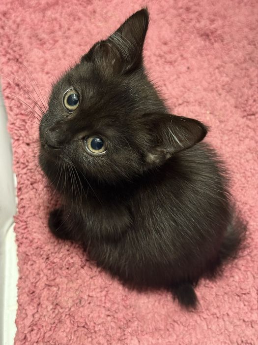 Котенок ищет семью
