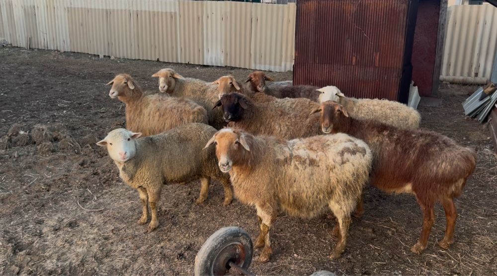 Кой сатылады 11 бас