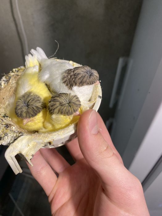 Канарчета Глостер