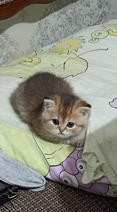 Продам котят скотиш фолд и страйт