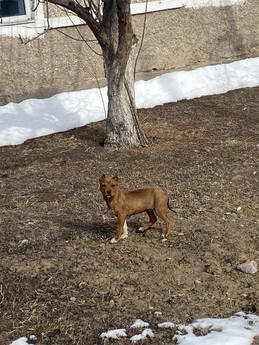 Американски пидбул күшік