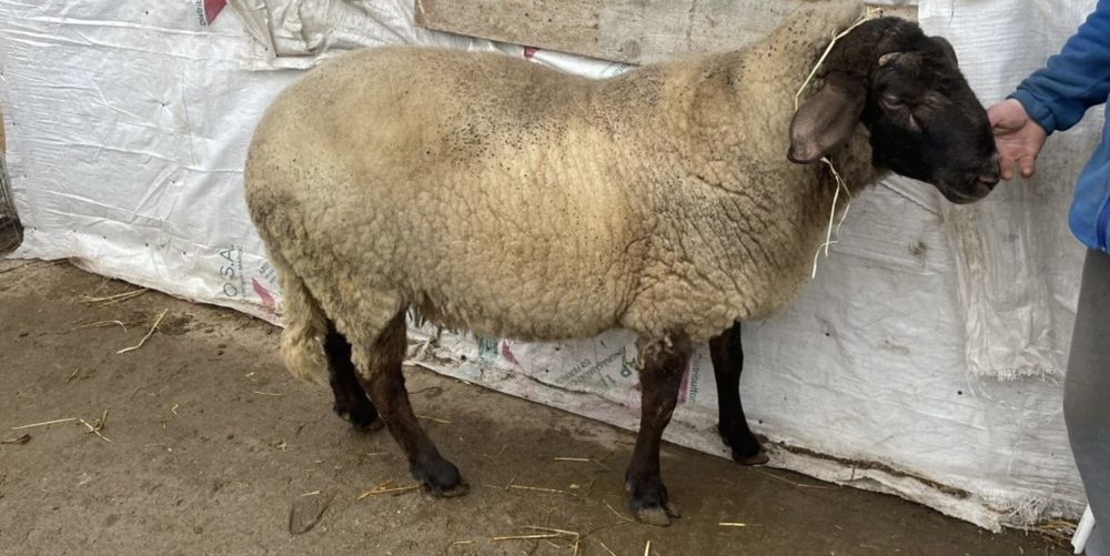 Berbec carabas de teleorman