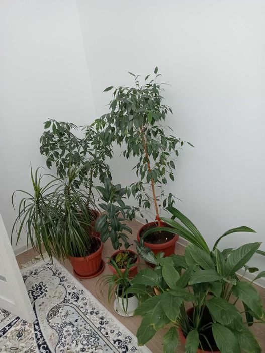 Продам комнатные цветы