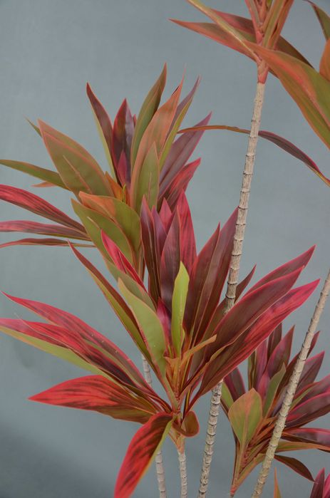 Дерево Кордилина 175см