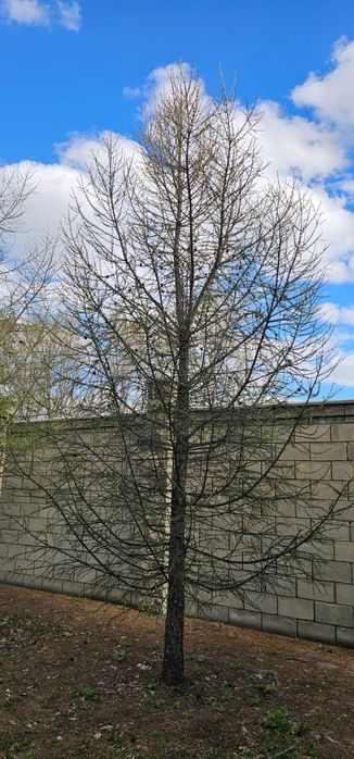 Продам ели и туя