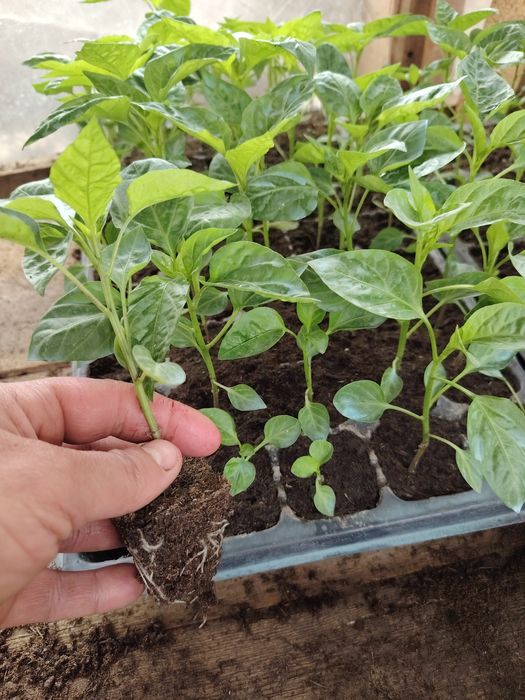 Răsaduri roșii, kapia, gras, castraveți