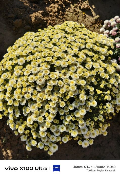 Хризантема Глобус