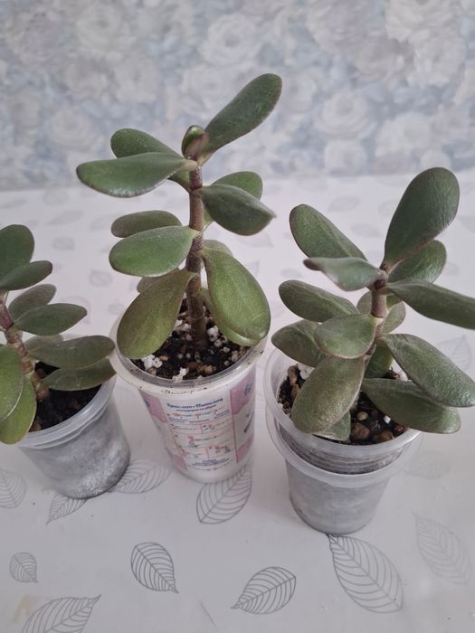 Продам денежное дерево
