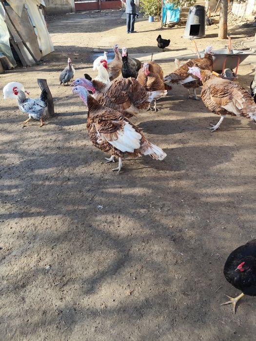 Vând curci și curcani