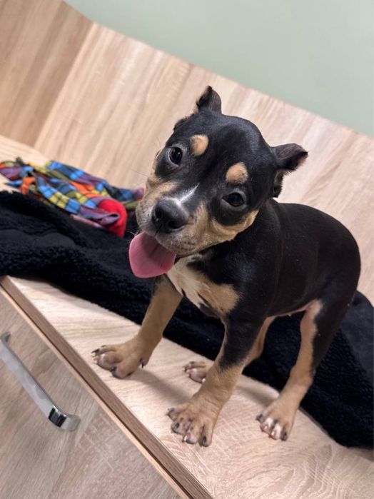 Мальчики и девочка американский булли