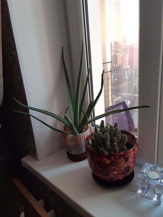 Продам алоэ лечебный, недорого