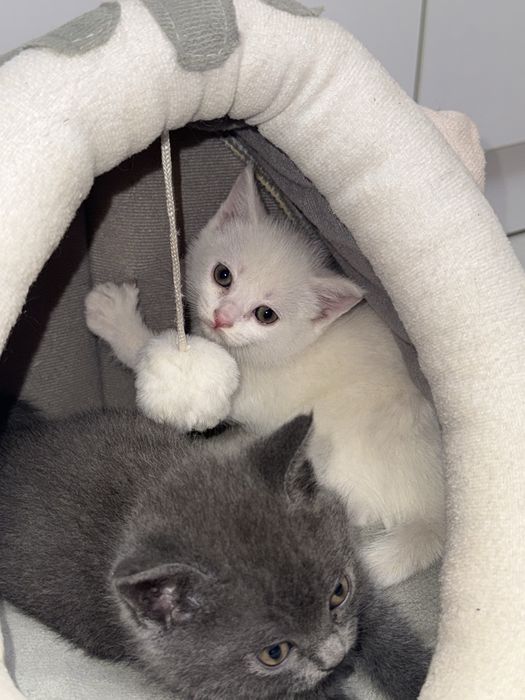 Шотландиский Скотиш  страйт боллари сотилади