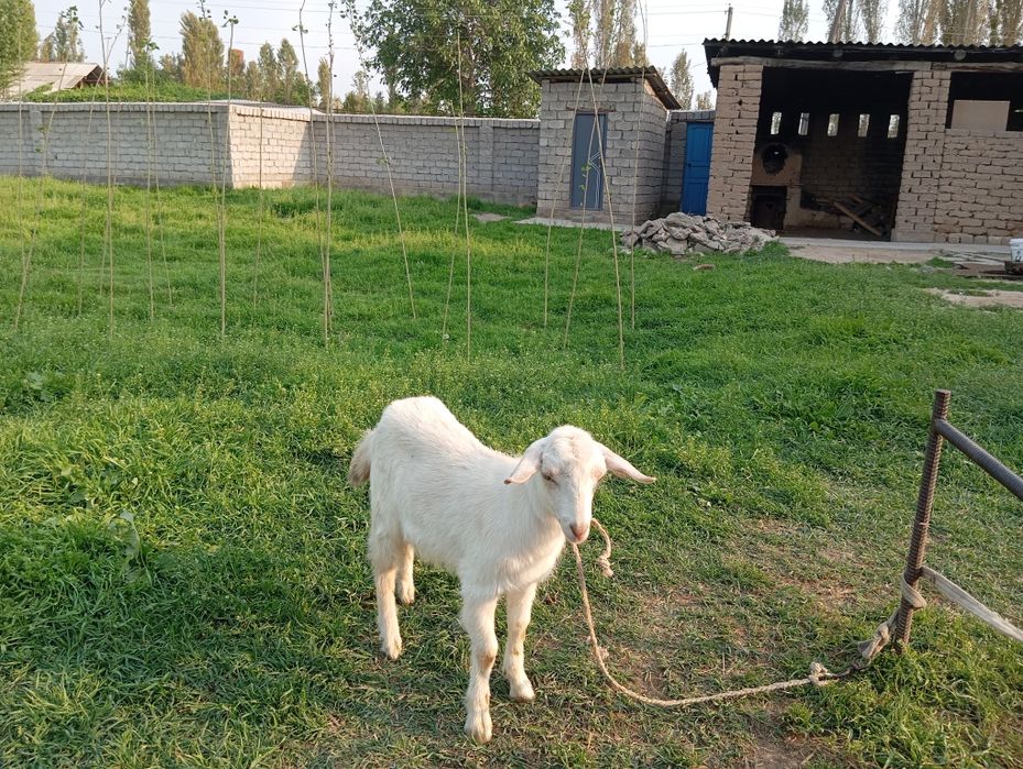 Ona bola echki sotiladi