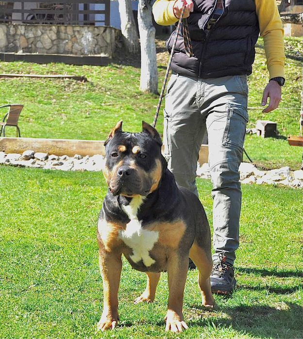 Американско Були ХЛ