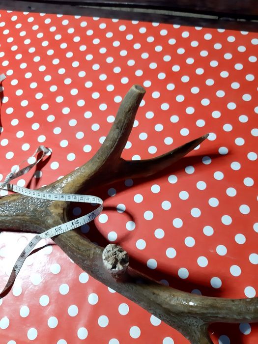 Vând  corn  cerb