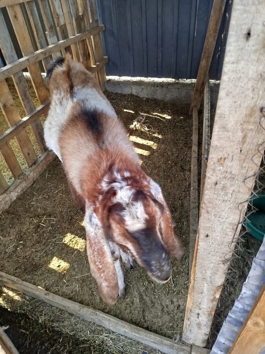 Англонуб теке  сатылады