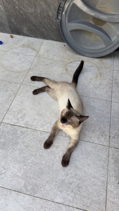 Кот сиамский мальчик