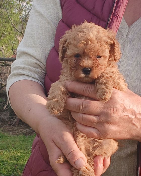 Той пудел момченца