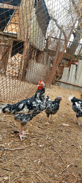 Продам курей, Брама и Австролоп.