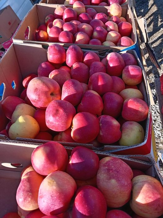 Mere Florina de vanzare