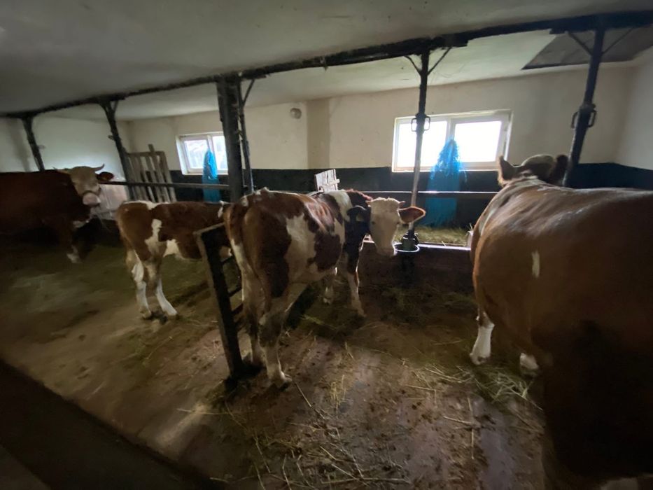 Juninci Bălțată Românească