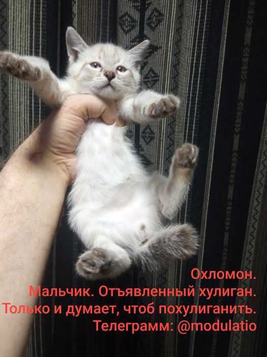 Сиамские котята. Родились 25 марта.