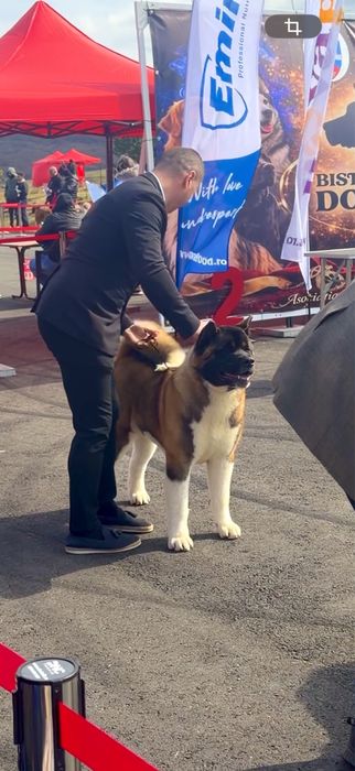American Akita / Mascul / Pedigree