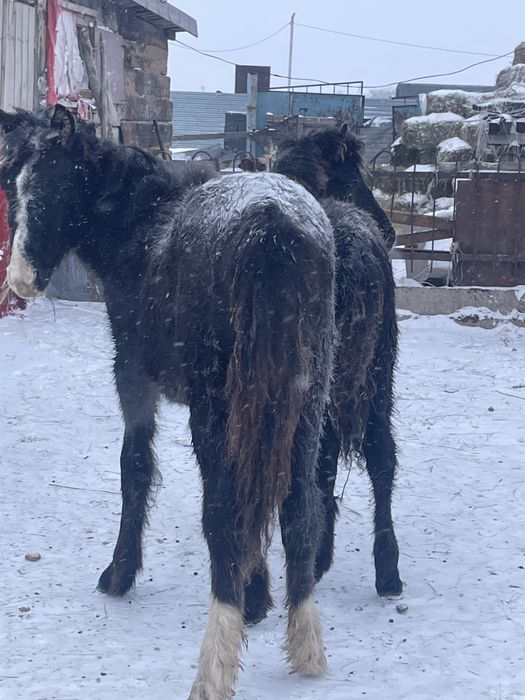 Продаются два жабагы мальчики