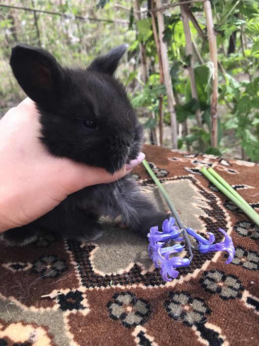 Кролики декоративные