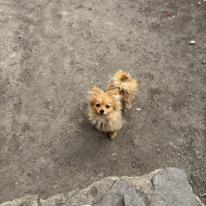 Продам шпица девочку