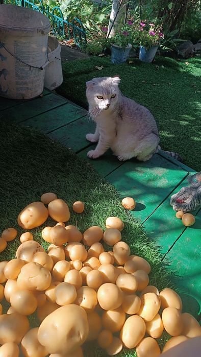 Отдам котят в хорошие руки