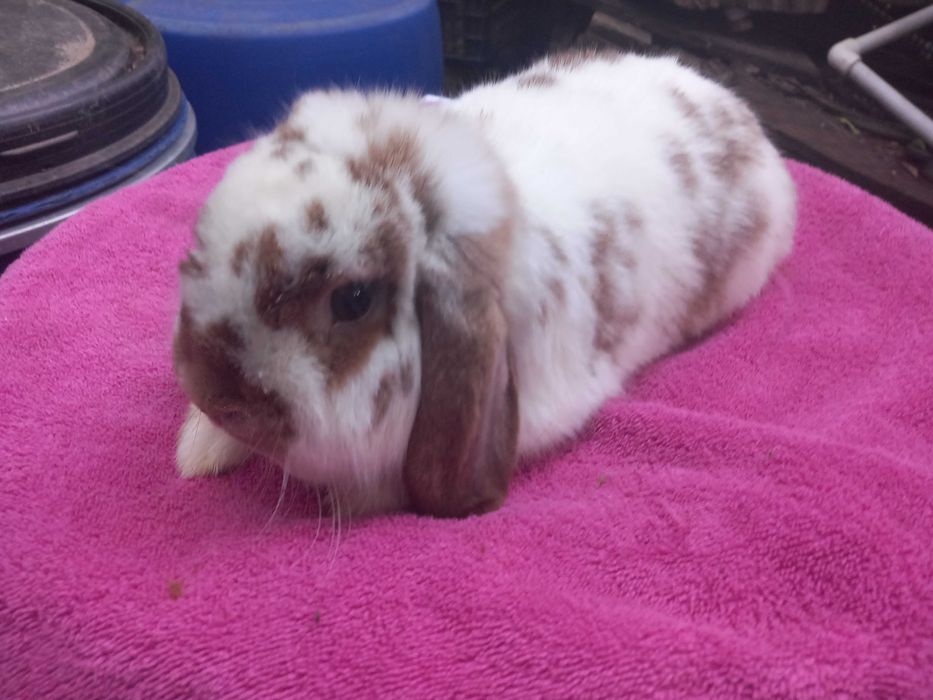 Iepure PITIC Iepurasi Berbec Holland Lop Mini Toys