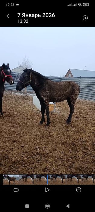 Тай Кунан лошадь