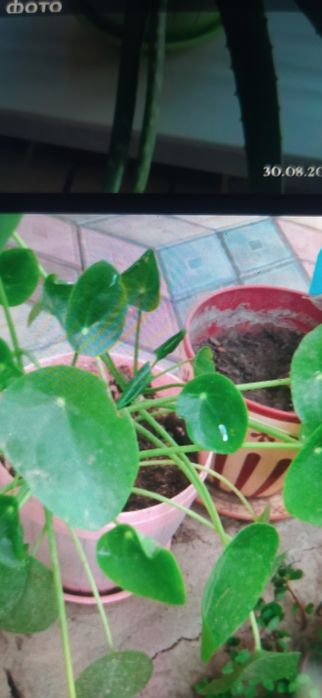 Продам комнатные цветы