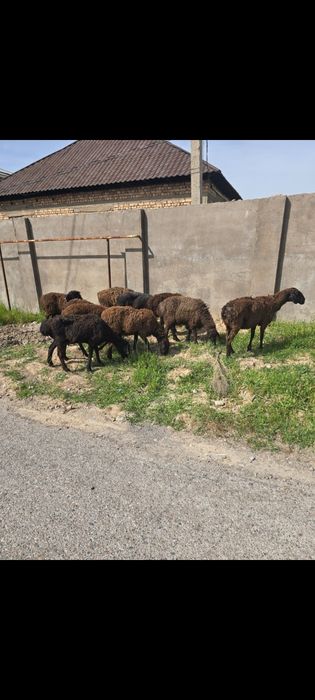 10бас қойлар сатылады