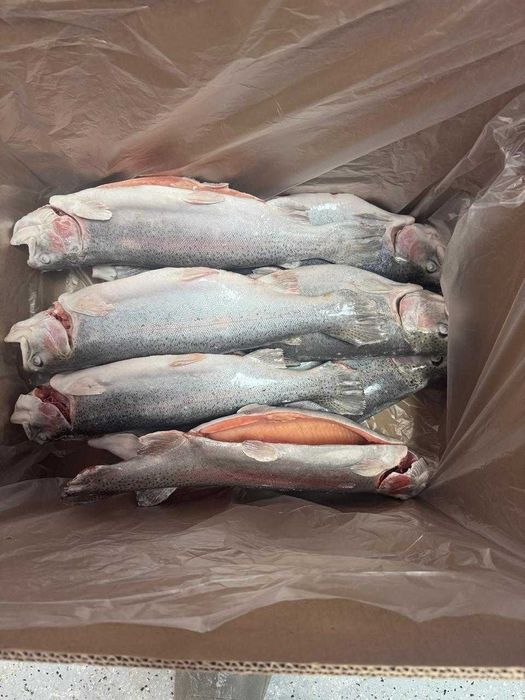 Форель от производителя