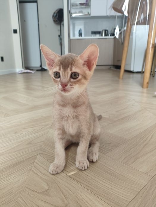 Абиссинский котенок