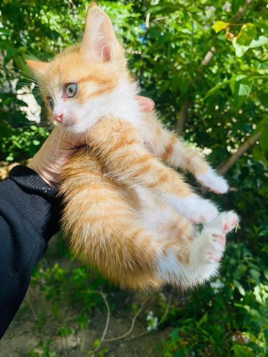 Котёнок в добрые руки