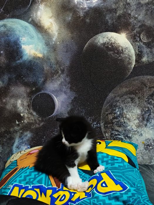 Отдаем котят в добрые руки