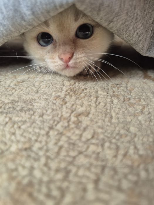 Отдам котенка в хорошие руки